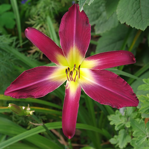 Hemerocallis Frankie's Fantasy